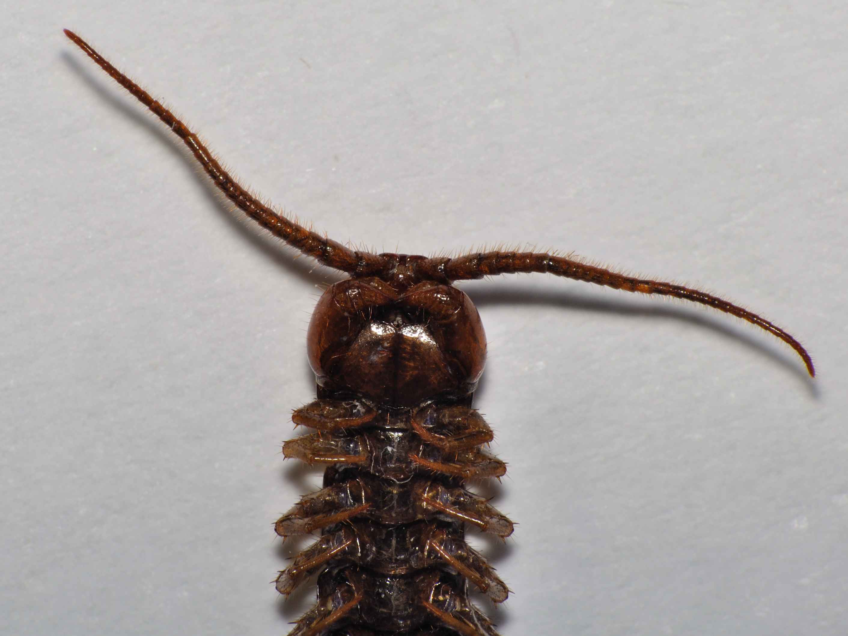 Lithobius castaneus